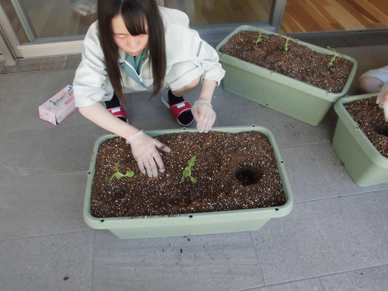 ひまわりの定植